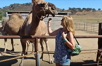 This image is used for Camel Dairy link button